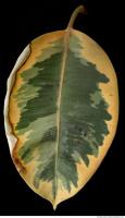 tropical leaf 0003